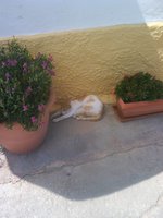 Symi_DSC01732