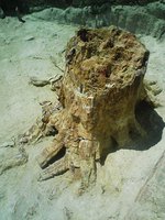Petrified Forest