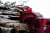 _A282876.JPG