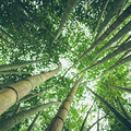 bamboo forest