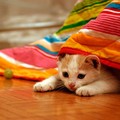 cat γάτα κατοικίδιο κουβέρτα
