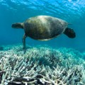Μια πράσινη θαλάσσια χελώνα (Chelonia mydas) κολυμπα επάνω από αποχρωματισμένα κοράλλια εξαιτίας της ανθρωπογενούς παγκόσμιας θέρμανσης