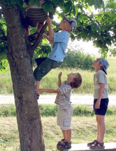 boys klimb into tree