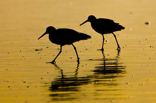 Two Willet shorebirds in silhouette on wet sand during a golden sunset