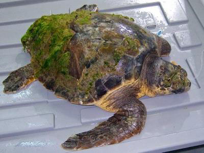           Cretaquarium,         ,   ...