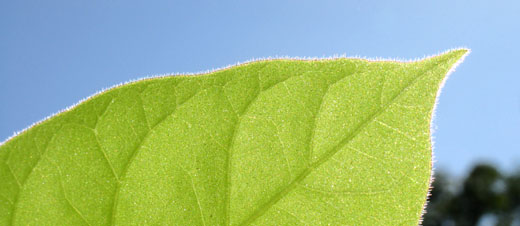 green leaf and blue sky