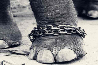 Elephant captured with chains